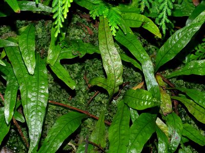 Leptochilus pteropus, photographed by Jacy Chen