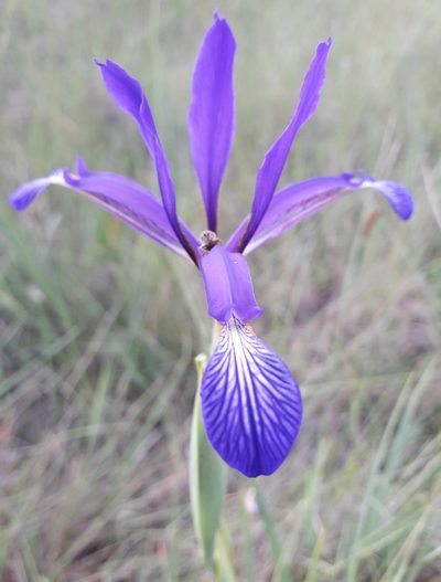 Iris reichenbachiana, photographed by Denis Bastianelli
