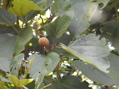 Hampea mexicana, photographed by Neptalí Ramírez Marcial