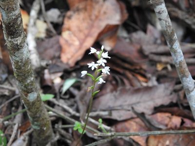 Cranichis cochleata, photographed by Neptalí Ramírez Marcial