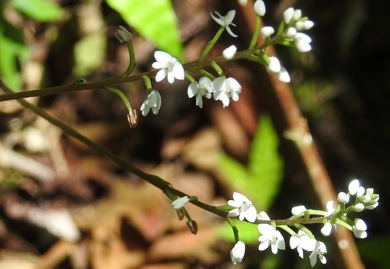 Cranichis cochleata, photographed by Neptalí Ramírez Marcial