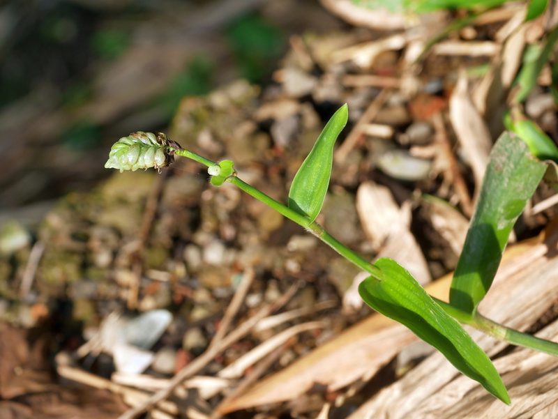 Murdannia bracteata, photographed by Jacy Chen