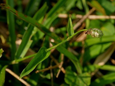 Murdannia bracteata, photographed by Jacy Chen