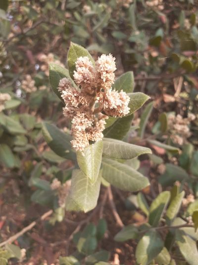 Rhus standleyi, photographed by Jalil R.