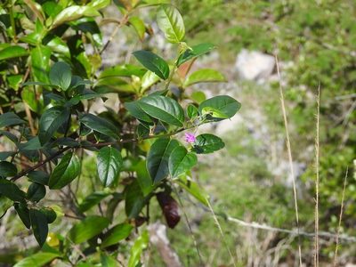 Securidaca diversifolia, photographed by Neptalí Ramírez Marcial