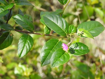 Securidaca diversifolia, photographed by Neptalí Ramírez Marcial