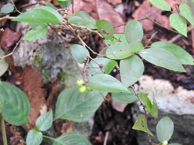 Xylosma chiapensis, photographed by Neptalí Ramírez Marcial