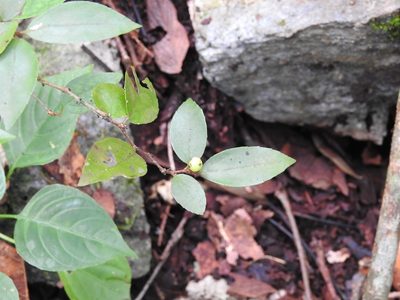 Xylosma chiapensis, photographed by Neptalí Ramírez Marcial