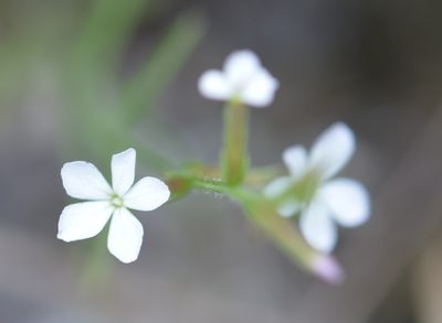 Buchnera pusilla, photographed by Neptalí Ramírez Marcial