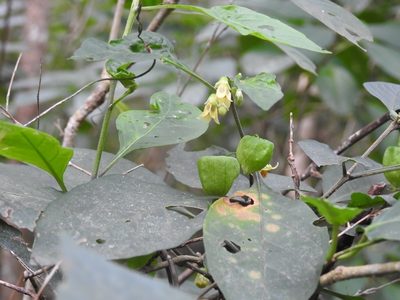 Physalis melanocystis, photographed by Neptalí Ramírez Marcial