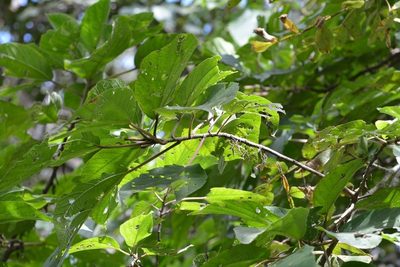 Myriocarpa longipes, photographed by Neptalí Ramírez Marcial