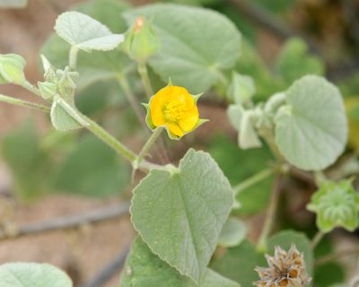 Abutilon abutiloides, photographed by Roger Rittmaster