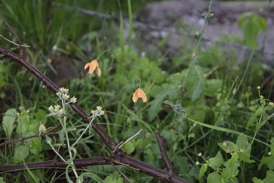 Afropapaver aculeatum, photographed by Tony Rebelo