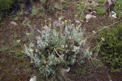 Helichrysum splendidum, photographed by Tony Rebelo