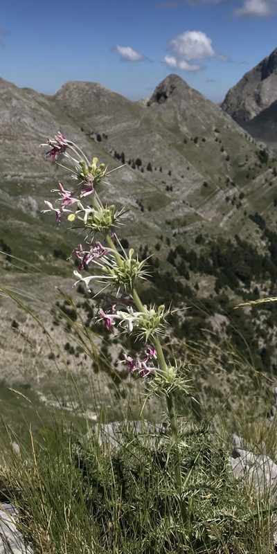 Morina persica, photographed by Zac Peterson