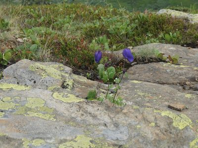 Aquilegia glandulosa, photographed by Andrew Bazdyrev