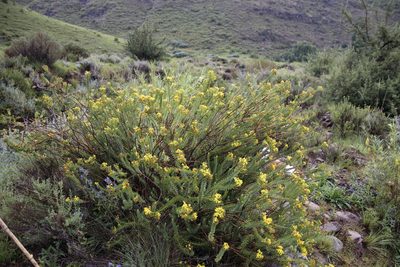 Euryops tysonii, photographed by Tony Rebelo