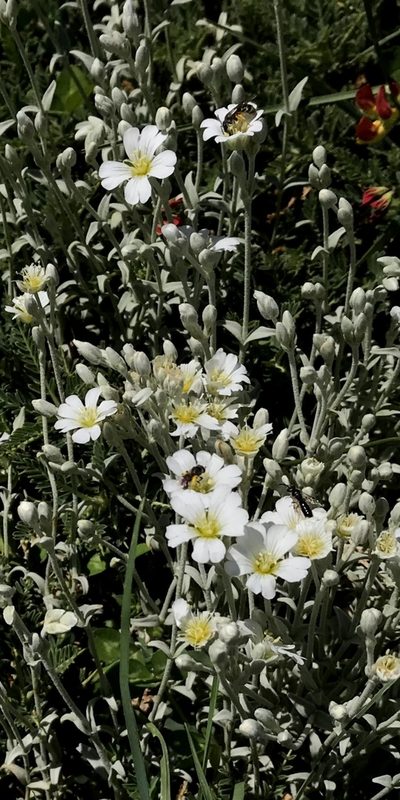 Cerastium candidissimum, photographed by Zac Peterson