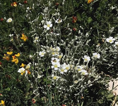 Cerastium candidissimum, photographed by Zac Peterson