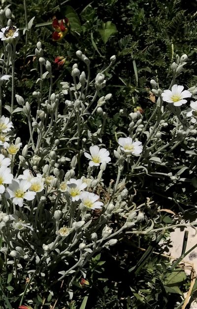 Cerastium candidissimum, photographed by Zac Peterson