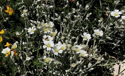 Cerastium candidissimum, photographed by Zac Peterson