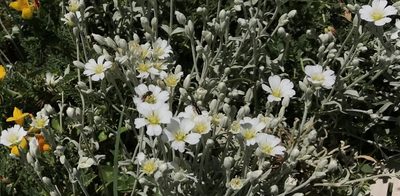 Cerastium candidissimum, photographed by Zac Peterson