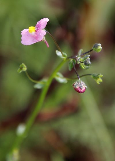 Nemesia caerulea, photographed by Tony Rebelo
