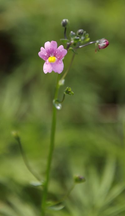 Nemesia caerulea, photographed by Tony Rebelo