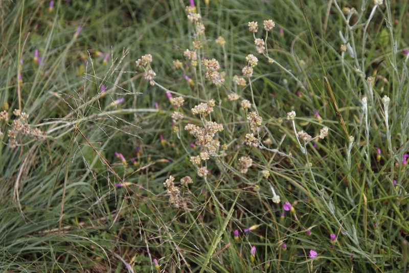 Pseudognaphalium undulatum, photographed by Tony Rebelo