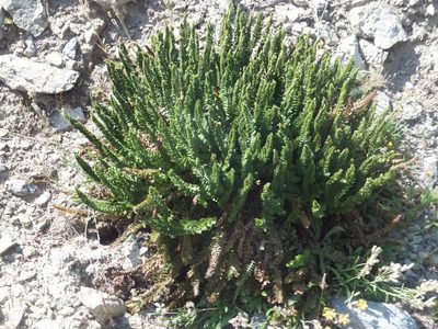 Polystichum lemmonii, photographed by dougbrown