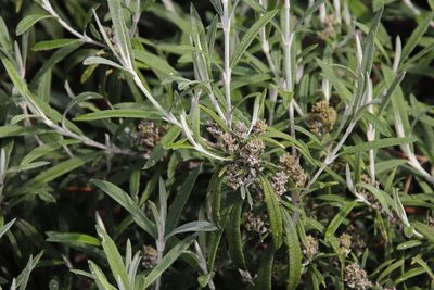 Buddleja loricata, photographed by Tony Rebelo