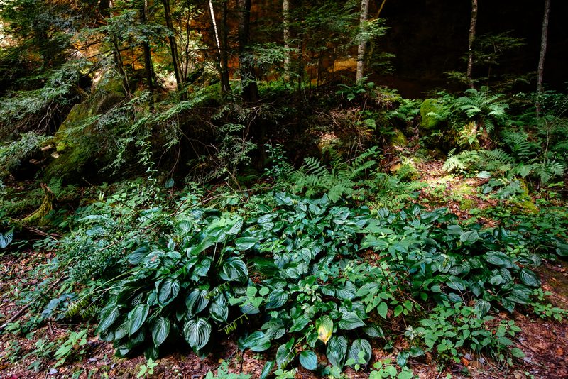Hosta plantaginea, photographed by Sara Patton