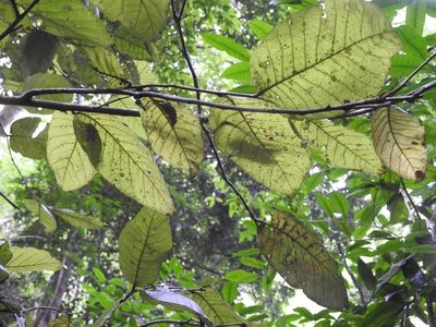 Microdesmia arborea, photographed by Neptalí Ramírez Marcial