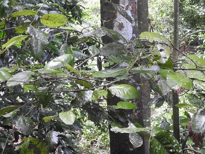 Microdesmia arborea, photographed by Neptalí Ramírez Marcial
