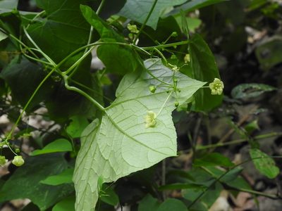 Echinopepon racemosus, photographed by Neptalí Ramírez Marcial