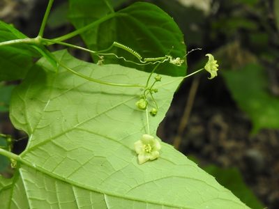 Echinopepon racemosus, photographed by Neptalí Ramírez Marcial