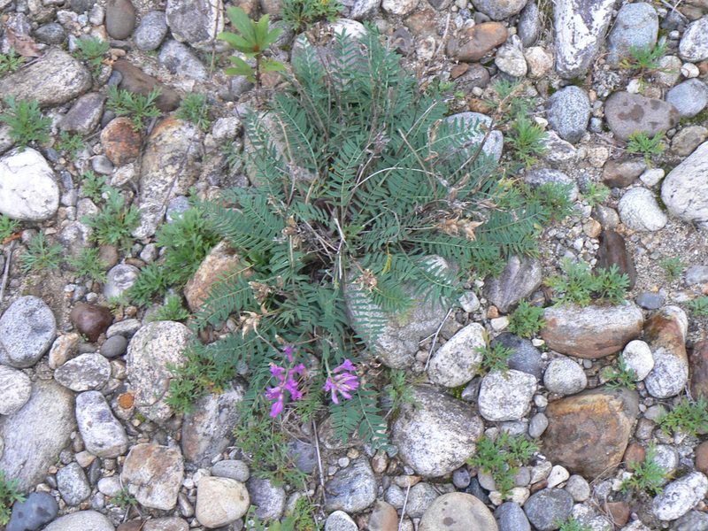 Oxytropis longirostra, photographed by Andrew Bazdyrev