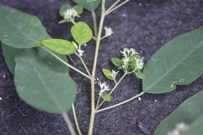 Euphorbia segoviensis, photographed by Neptalí Ramírez Marcial