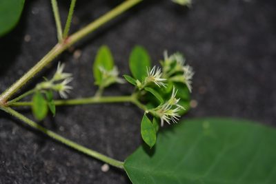 Euphorbia segoviensis, photographed by Neptalí Ramírez Marcial