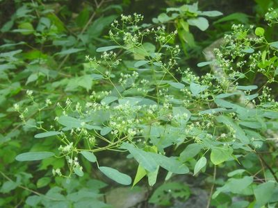 Euphorbia segoviensis, photographed by Neptalí Ramírez Marcial