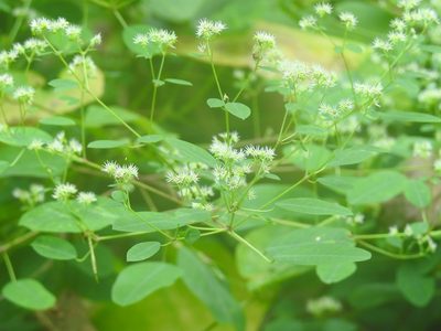 Euphorbia segoviensis, photographed by Neptalí Ramírez Marcial