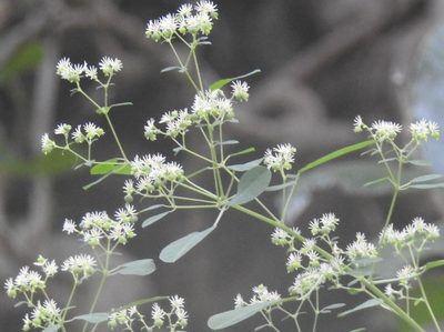 Euphorbia segoviensis, photographed by Neptalí Ramírez Marcial
