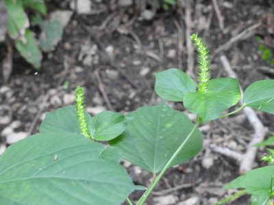 Acalypha macrostachya, photographed by Neptalí Ramírez Marcial