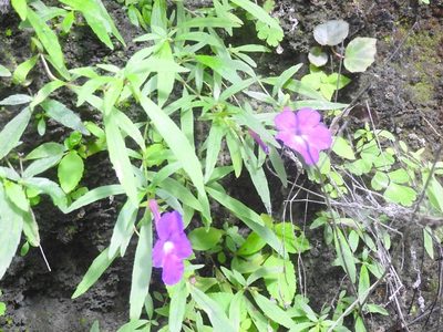 Achimenes cettoana, photographed by Neptalí Ramírez Marcial