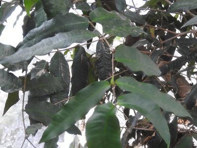 Myrcia bartlettii, photographed by Neptalí Ramírez Marcial