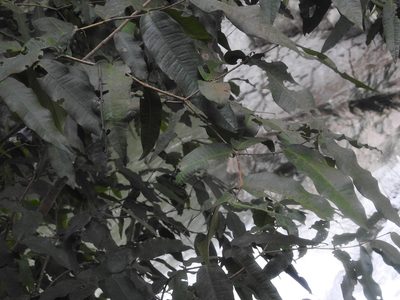Myrcia bartlettii, photographed by Neptalí Ramírez Marcial