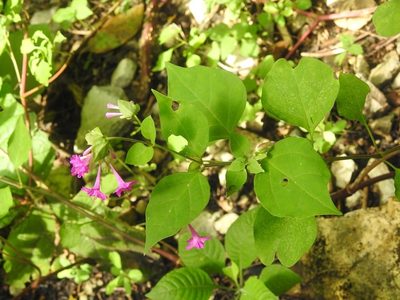 Mirabilis sanguinea, photographed by Neptalí Ramírez Marcial