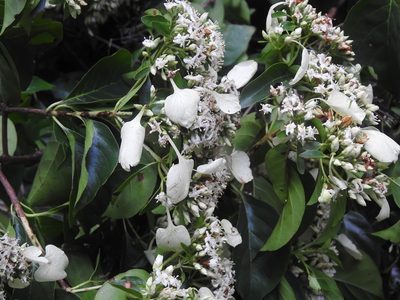 Calycophyllum candidissimum, photographed by Neptalí Ramírez Marcial