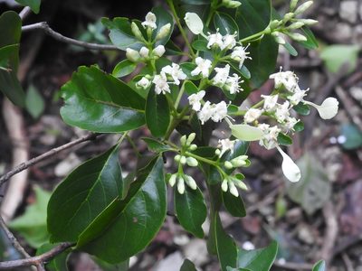 Calycophyllum candidissimum, photographed by Neptalí Ramírez Marcial