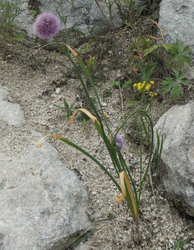 Allium splendens, photographed by Andrew Bazdyrev